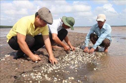 Nghêu tiếp tục chết hàng loạt, nhiều nông dân Trà Vinh 'trắng tay'