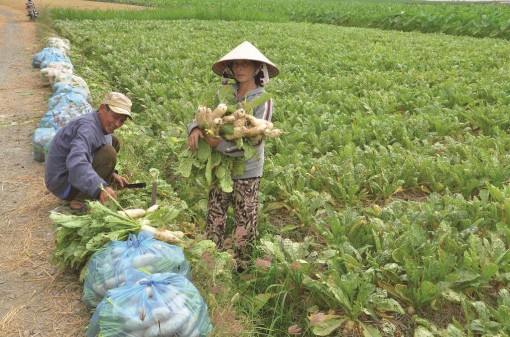 Gỡ khó đầu ra cho sản phẩm rau màu