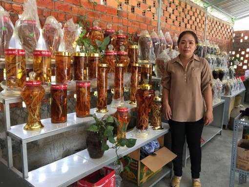 Niềm đam mê rượu dược liệu