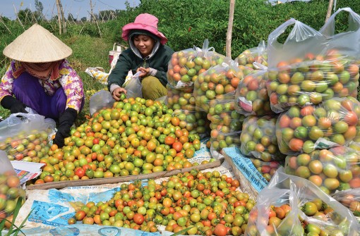 Nông nghiệp vượt khó tăng trưởng