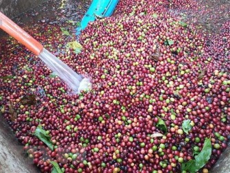 Giá cà phê xuống thấp kỷ lục khiến nông dân thua lỗ nặng