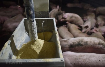 Trung Quốc: Bùng phát dịch tả lợn châu Phi ở Hong Kong