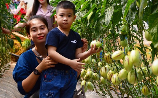 Đà Lạt thu hút du khách bằng các mô hình du lịch canh nông