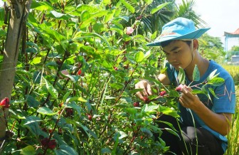 Thanh niên lập vườn trồng “hoa thực phẩm”