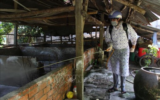Dịch tả lợn châu Phi diễn biến phức tạp và có nguy cơ lan rộng