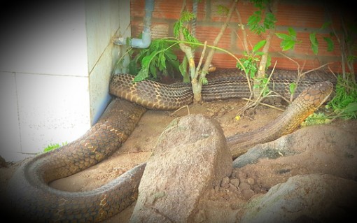 Sẽ tịch thu 2 rắn hổ mây "khủng" nuôi nhốt trái phép tại khu du lịch Đồi Tức Dụp