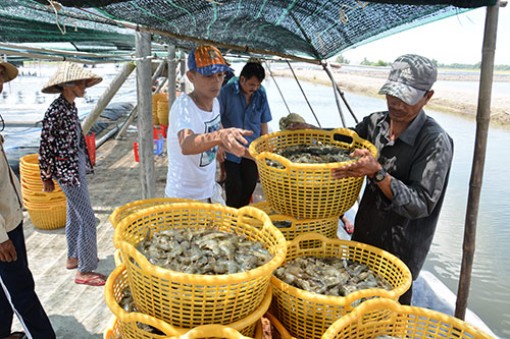 Nhiều cách nuôi, trồng mới giúp nông nghiệp Kiên Giang “cất cánh"