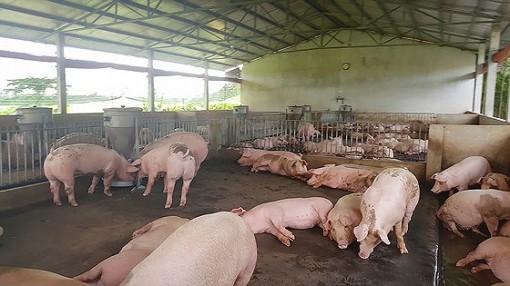 Cà Mau ứng phó khẩn cấp dịch tả heo châu Phi