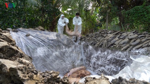 Phát hiện 4 ổ dịch tả heo châu Phi ở Hậu Giang