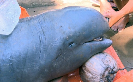 Cá nặng 150kg ở sông Cổ Chiên là 'cá nược', sắp tuyệt chủng