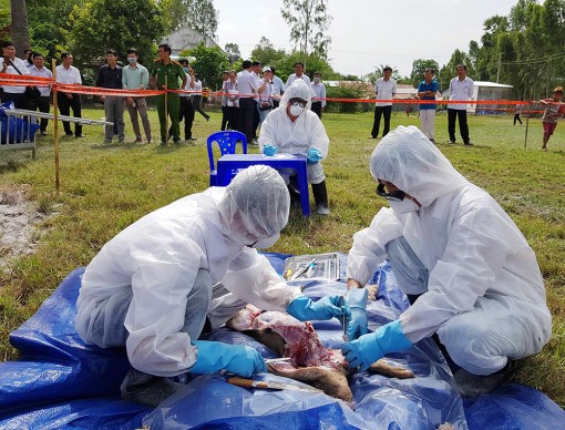 An Giang: Diễn tập ứng phó dịch tả heo Châu Phi