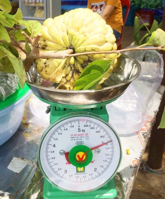Trái mãng cầu ta “khủng” nặng 1 kg trưng bày tại Phiên chợ nông sản an toàn lần III-2019