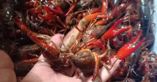 Xử lý nghiêm các trường hợp kinh doanh, tiêu thụ tôm hùm đất