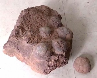 Nhặt được "đá lạ" hóa ra là trứng khủng long 66 triệu năm tuổi