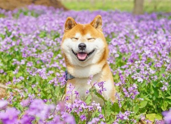 Chú chó thích du lịch, hễ được ngắm hoa là cười tít mắt