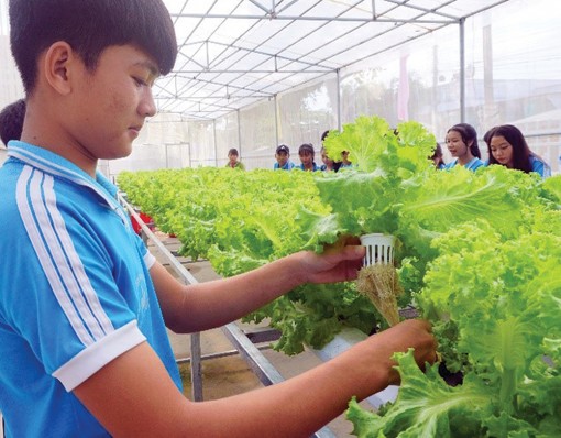 Dạy học trực quan với mô hình trồng rau sạch