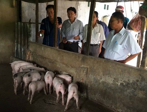 An Giang: Tiêu hủy 27 con heo mắc bệnh dịch tả heo Châu Phi ở phường Mỹ Thạnh