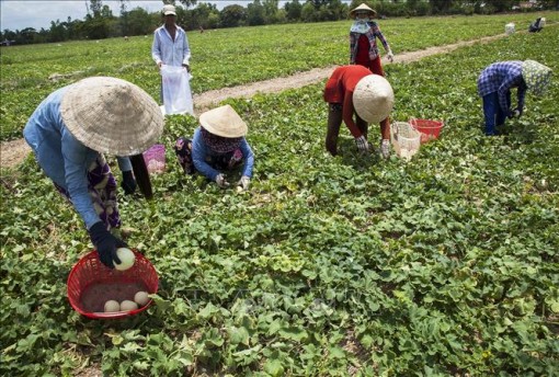 Nông dân Kiên Giang lãi cao nhờ dưa lê được giá