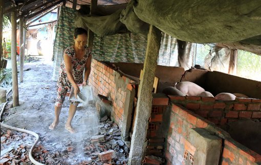Nâng cao ý thức hộ chăn nuôi heo trong phòng tránh dịch tả heo Châu Phi