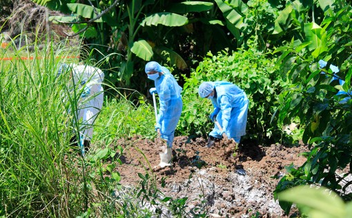 An Giang: Xử lý nhanh ổ dịch tả heo Châu Phi tại TP. Long Xuyên