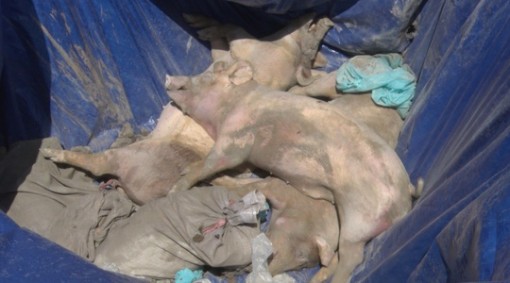 Dịch tả heo châu Phi lan tới Kiên Giang