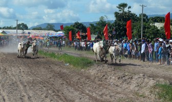 Hấp dẫn Giải đua bò tốc độ huyện Tịnh Biên năm 2019