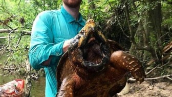 Ngỡ ngàng trước con rùa cá sấu to kỷ lục ở Mỹ