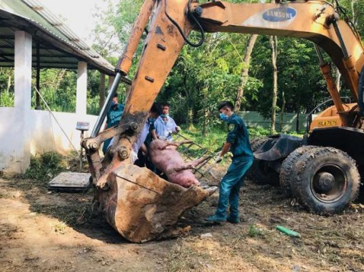 Nhiều tỉnh ĐBSCL hoãn họp để chống dịch tả lợn châu Phi