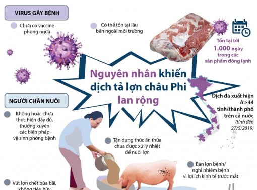 Nguyên nhân khiến dịch tả lợn châu Phi lan rộng