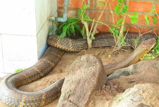 Vẫn chưa xử lý được cặp rắn hổ mây "khủng" ở An Giang