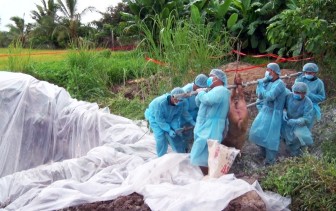 TP. Long Xuyên tiêu hủy thêm 36 con heo nghi ngờ mắc bệnh dịch tả heo Châu Phi