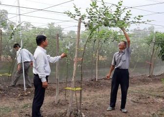 Châu Phú thí điểm trồng táo trong nhà lưới