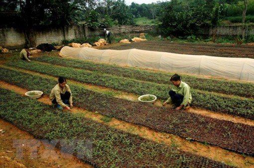 Bến Tre phát huy thế mạnh của 'vương quốc cây giống' ở Chợ Lách