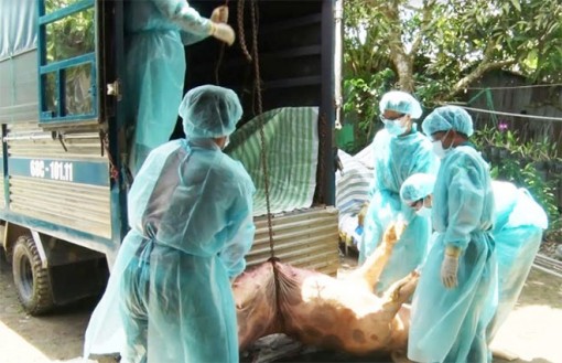 Kiên Giang xuất hiện 5 ổ dịch và tiêu hủy 112 con heo bị bệnh