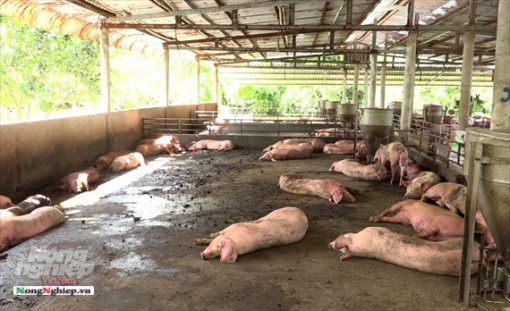 Bến Tre cấp bách phòng, chống bệnh dịch tả heo châu Phi