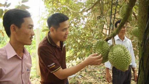 Trồng sầu riêng chín tự nhiên, bán tới 300 ngàn/ký vẫn đắt hàng