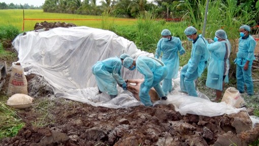 Tiếp tục đối phó với dịch tả heo Châu Phi