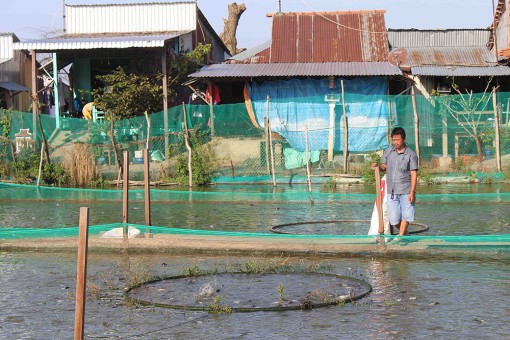 Cảnh báo tình trạng nông dân sản xuất theo phong trào