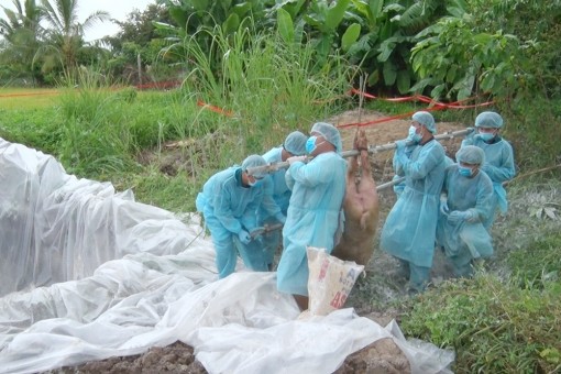 Tiêu hủy thêm 36 con heo nghi ngờ mắc bệnh dịch tả heo Châu Phi