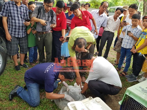 Thả cặp rắn hổ mây “khủng” về thiên nhiên