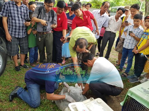 An Giang: Thả cặp rắn hổ mây “khủng” về thiên nhiên