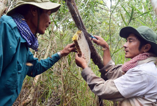 Cà Mau: Muốn nghề gác kèo ong, muối ba khía là di sản phi vật thể