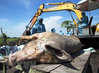 Thêm hai tỉnh Kon Tum, Bạc Liêu xuất hiện ổ dịch tả lợn châu Phi