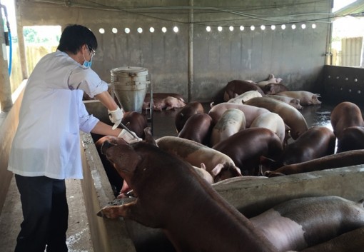 Tiền Giang xác định có ít nhất 2 ổ dịch tả lợn châu Phi