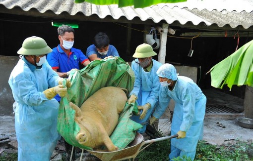 Dịch tả lợn châu Phi tiếp tục lây lan tại nhiều địa phương