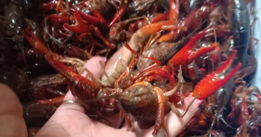 Tăng cường kiểm soát loài tôm hùm nước ngọt, tôm càng đỏ