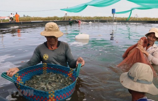 Giá tôm thẻ chân trắng và tôm sú thương phẩm ở Trà Vinh tăng trở lại