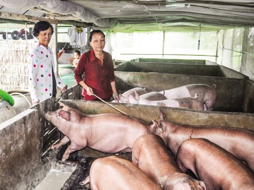 TP. Cần Thơ tiêu hủy trên 1.200 con lợn bị dịch tả châu Phi
