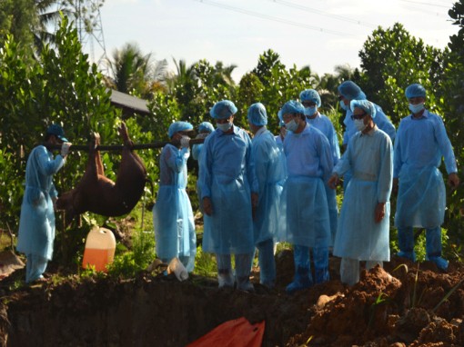 Dịch tả heo châu Phi tấn công các tỉnh miền Tây