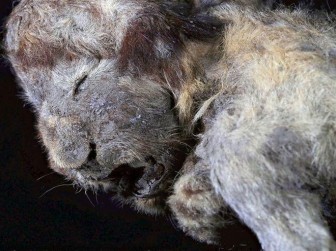 Tìm thấy xác sư tử và chó sói 30.000 năm trước